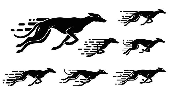 Greyhound dog running fast motion.