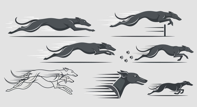 Greyhounds in Motion Sprinting Fast.