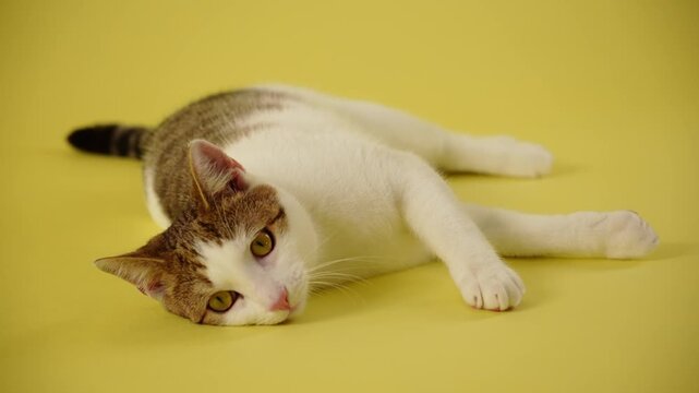 A tabby and white cat stretches on a bright yellow studio background. Relaxed posture and funny motion create playful lifestyle atmosphere.