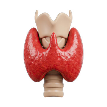 3D Render of Human Thyroid Gland and Larynx