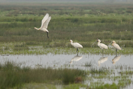 Eurasian spoonbill (Platalea leucorodia)