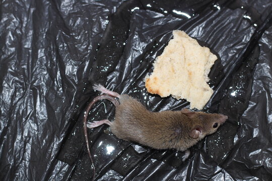 A mouse caught in mouse or rat glue applied to a black plastic bag.