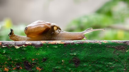 Macro shot of a garden snail crawling slowly on a wet mossy surface © Arohi