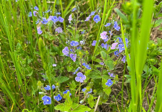 Blue flowers of Veronica dubravnaya in a green spring meadow. (Veronica chamaedrys).