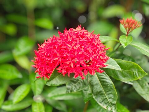 Vibrant red flower amidst lush green leaves