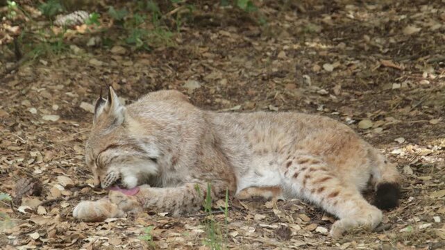 Lynx eurasien couch&eacute; sur le sol