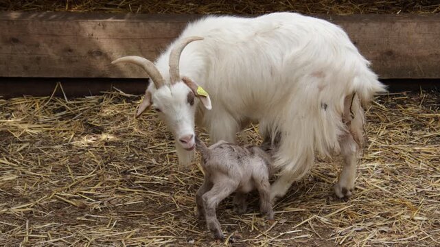 Ch&egrave;vre et chevreau dans une  ferme