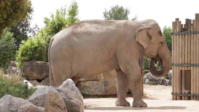 &Eacute;l&eacute;phant d&rsquo;Asie dans un parc animalier