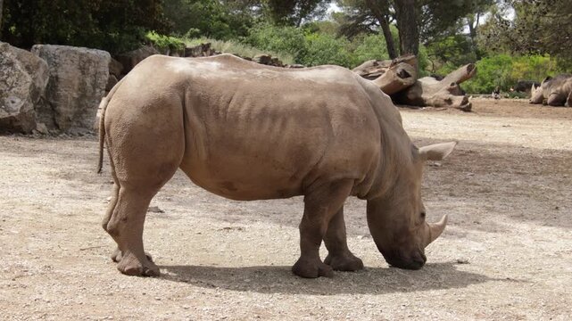 Rhinoc&eacute;ros adulte dans une r&eacute;serve naturelle	