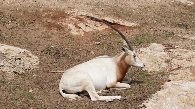 Oryx couch&eacute; dans une r&eacute;serve naturelle