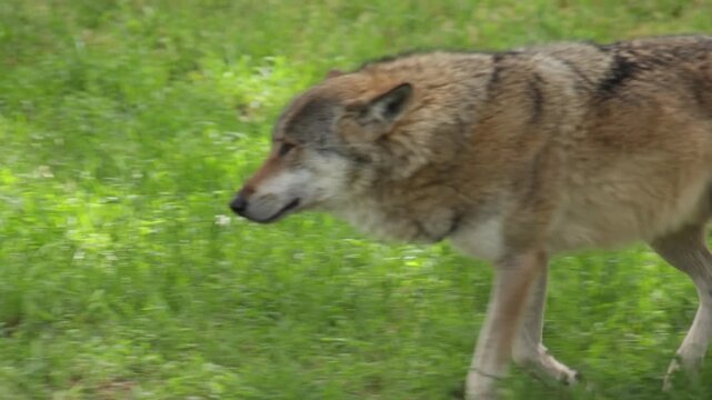 Loup gris dans une for&ecirc;t