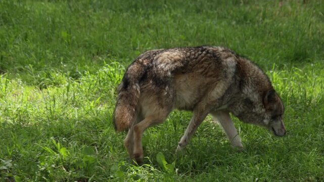 Loup gris dans une for&ecirc;t