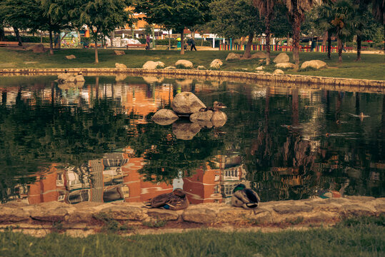 Parque con estanque y plantas