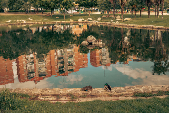 Pata con sus patitos en el estanque