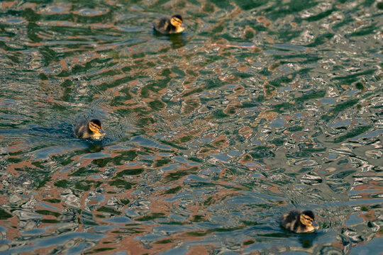 Pata con sus patitos en el estanque