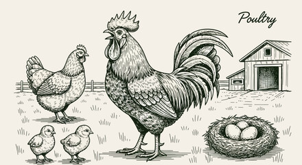Rooster, chickens, chicks, and eggs, farm animal illustrations, black and white, poultry © Super