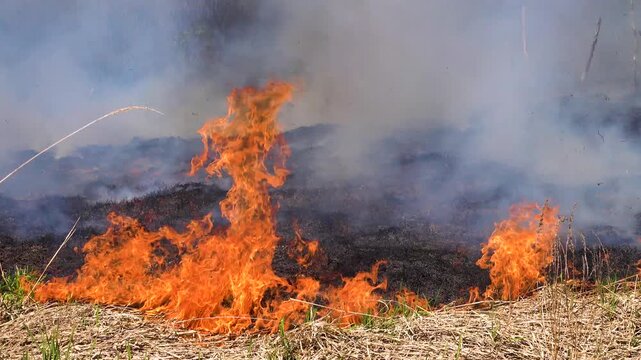 Prairie fire. Grassy-shrubby spaces devour by fire in dry season. Climate change leads to increased droughts and anthropogenic impact, mass destruction. Young grass, flowering willows burning in fire.