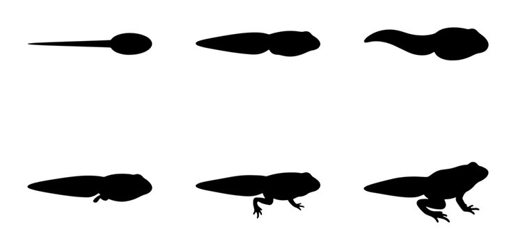 Frog Metamorphosis Stages Silhouette