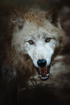 Arctic wolf (Canis lupus tundrarum) beautiful animal in the forest