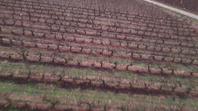 Drone low flight over orderly rows of pruned grapevines in winter fields under a cloudy sky