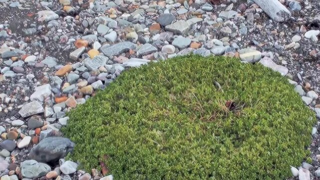 A lush, emerald moss cushion clings to the stony ground in Arctic Svalbard, Norway. This hardy vegetation flourishes amidst ancient rocks, a testament to enduring life in the high polar summer.