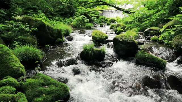 木谷沢渓流