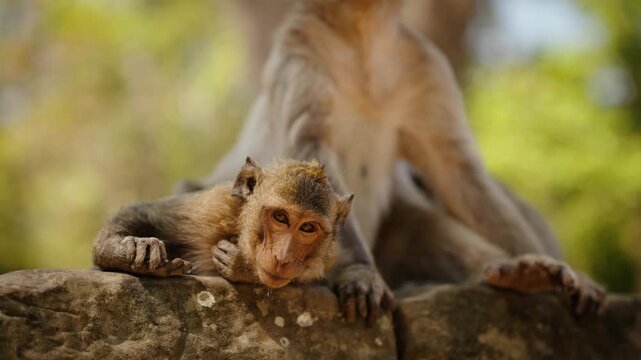 Young long tailed macaque resting on temple stone near Angkor Wat