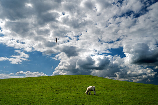 Schafe auf dem Deich vor einem Wolkenhimmel.