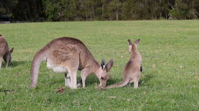 Mother Kangaroo and Joey Standing Together in a Grassy Field