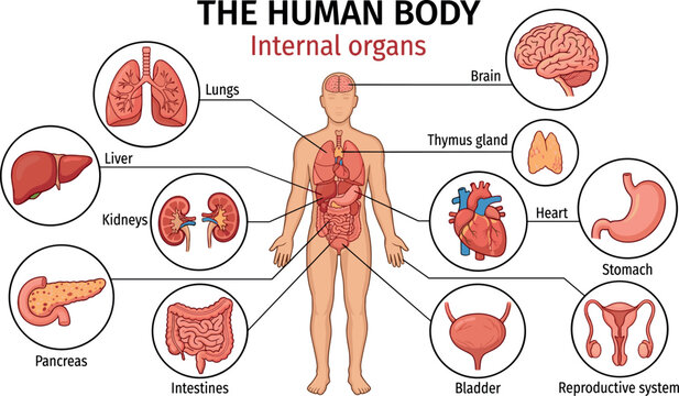 Human Body Internal Organs Anatomy Infographic Vector Diagram Featuring Brain Heart Lungs Liver Stomach Intestines Pancreas and Reproductive System for Medical Education