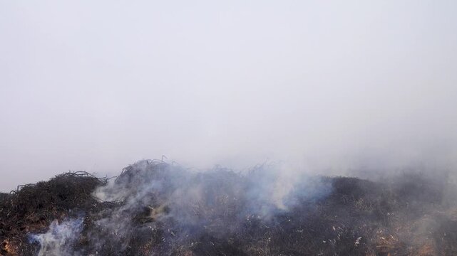 Prairie fire. Grassy-shrubby spaces engulfed by fire in dry season. Climate change leads to increased droughts and anthropogenic impact, mass destruction. Conflagration, everything drowning in smoke