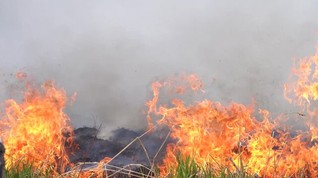 Prairie fire. Grassy-shrubby spaces devour by fire in dry season. Climate change leads to increased droughts and anthropogenic impact, mass destruction. Young grass, flowering willows burning in fire.