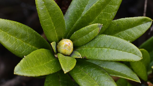 Macro Detail of Rhododendron ferrugineum Bud