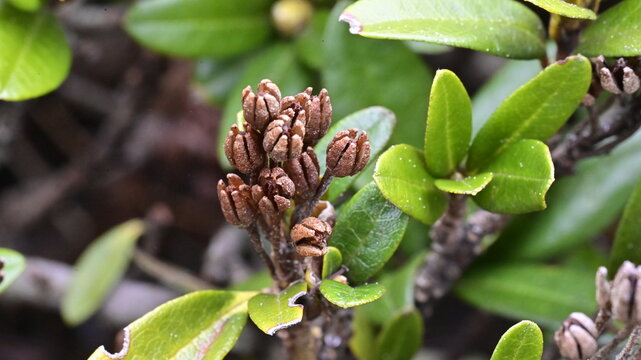 Alpine Rose (Rhododendron ferrugineum) Brown Seed Capsules and Evergreen Leaves