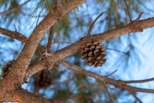 Close up of large opened brown pine cone on thick branch of stone pine tree. Evergreen conifer needles under blue sky in winter. Cyprus.