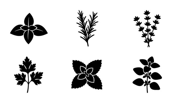 Culinary Herb Icons: Basil, Rosemary, Thyme, Parsley, Mint, Oregano Vector Set