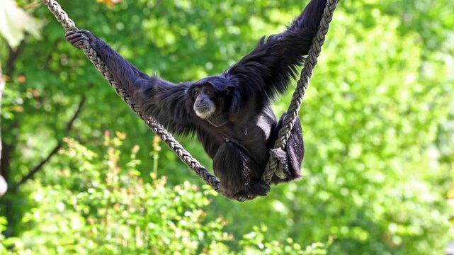 The siamang, Symphalangus syndactylus is an arboreal black-furred gibbon native to the forests of Malaysia, Thailand, and Sumatra. The largest of the gibbons.