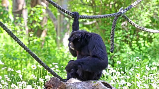 The siamang, Symphalangus syndactylus is an arboreal black-furred gibbon native to the forests of Malaysia, Thailand, and Sumatra. The largest of the gibbons.