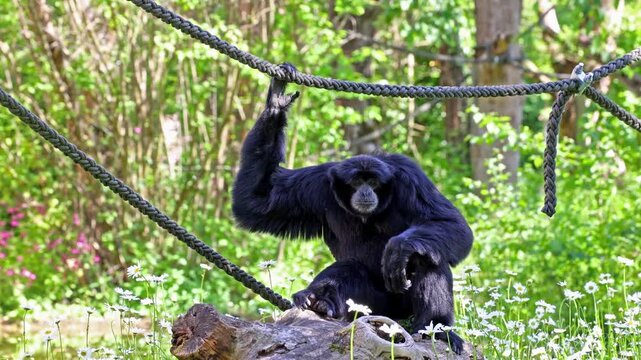 The siamang, Symphalangus syndactylus is an arboreal black-furred gibbon native to the forests of Malaysia, Thailand, and Sumatra. The largest of the gibbons.