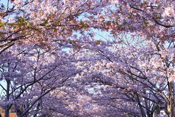 Obraz premium Dankazura Cherry Blossoms, an elevated walkway with cherry trees, leading to Tsurugaoka Hachimangu Shinto shrine in Kamakura, Kanagawa, Japan