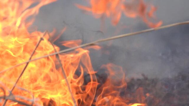 Prairie fire. Grassy and shrubby spaces are devour by fire during dry season. Climate change leads to increased droughts and anthropogenic disasters, mass destruction. Greedy flames. Vertical video