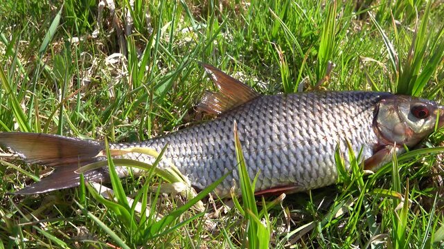 A large European roach weighing 370 grams of spring color in young grass. It was caught in the Kotikha River, a tributary of the Pasha River. Russia
