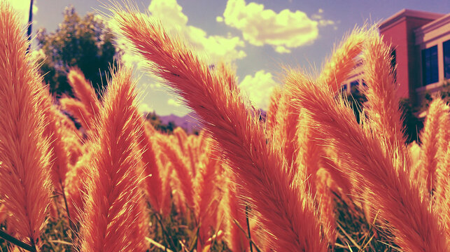Orange ornamental grass plumes with buildings and clouds in background ornamental building