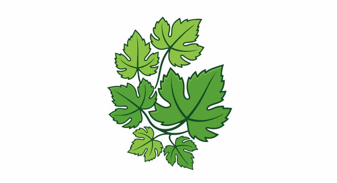 A stylized cluster of lush green vine leaves with textured edges on a white background