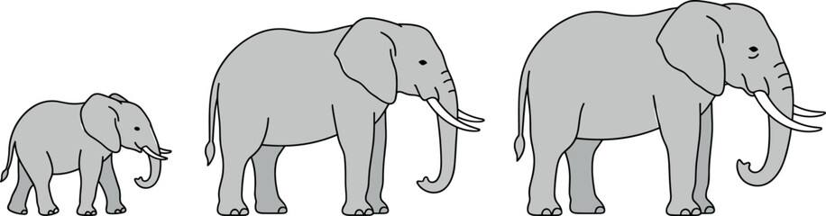Fototapeta premium African Elephant Growth Cycle Set with Baby Calf and Adult Elements for Wildlife Education Safari and Zoo Vector Illustrations
