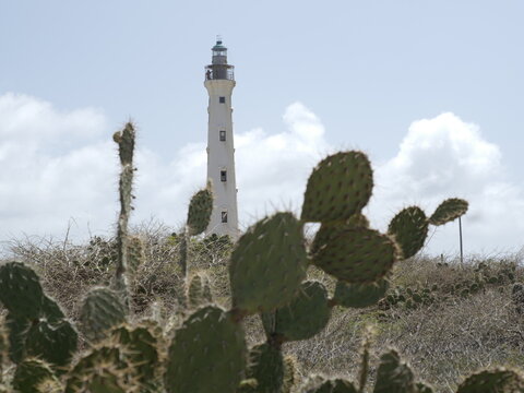 California Lighthouse, Caribbean Sea and Cactus Landscape in Aruba