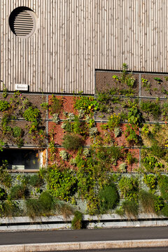 green plants spread across an urban building facade, where architecture, windows and garden wall texture shape a layered exterior view