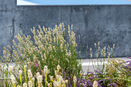 garden plants and flowers line a quiet terrace wall, where green urban architecture meets a muted building facade in soft exterior light