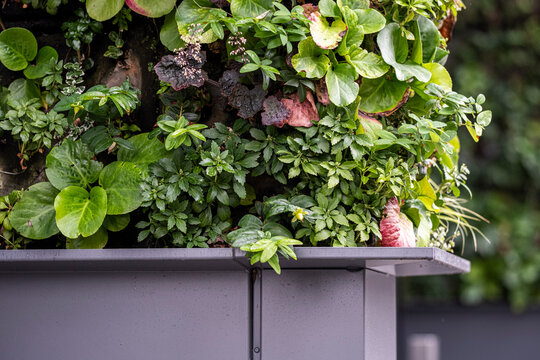 green plants spill over a balcony railing in an urban garden detail, where foliage softens architecture across a shaded building facade