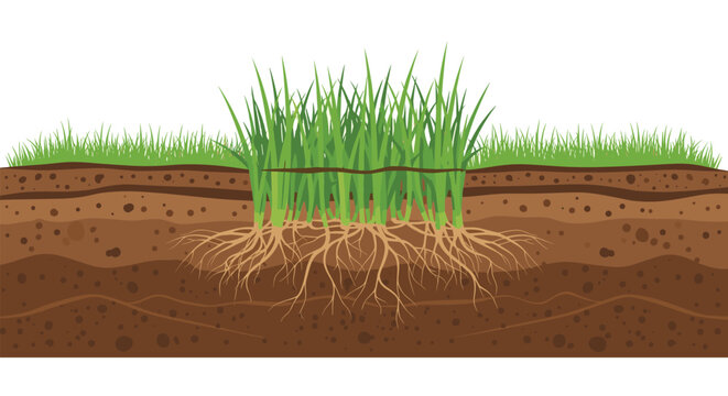 Natural cross section of green grass showing the detailed root system growing deep into the brown soil layers for ecology.